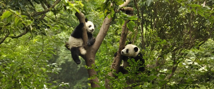 I Volunteered at a Panda Reserve in China. Here’s How You Can Too