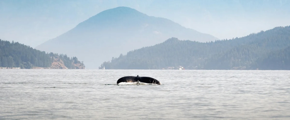 On Québec’s St. Lawrence River, You Can Go Whale Watching on a Zodiac Boat