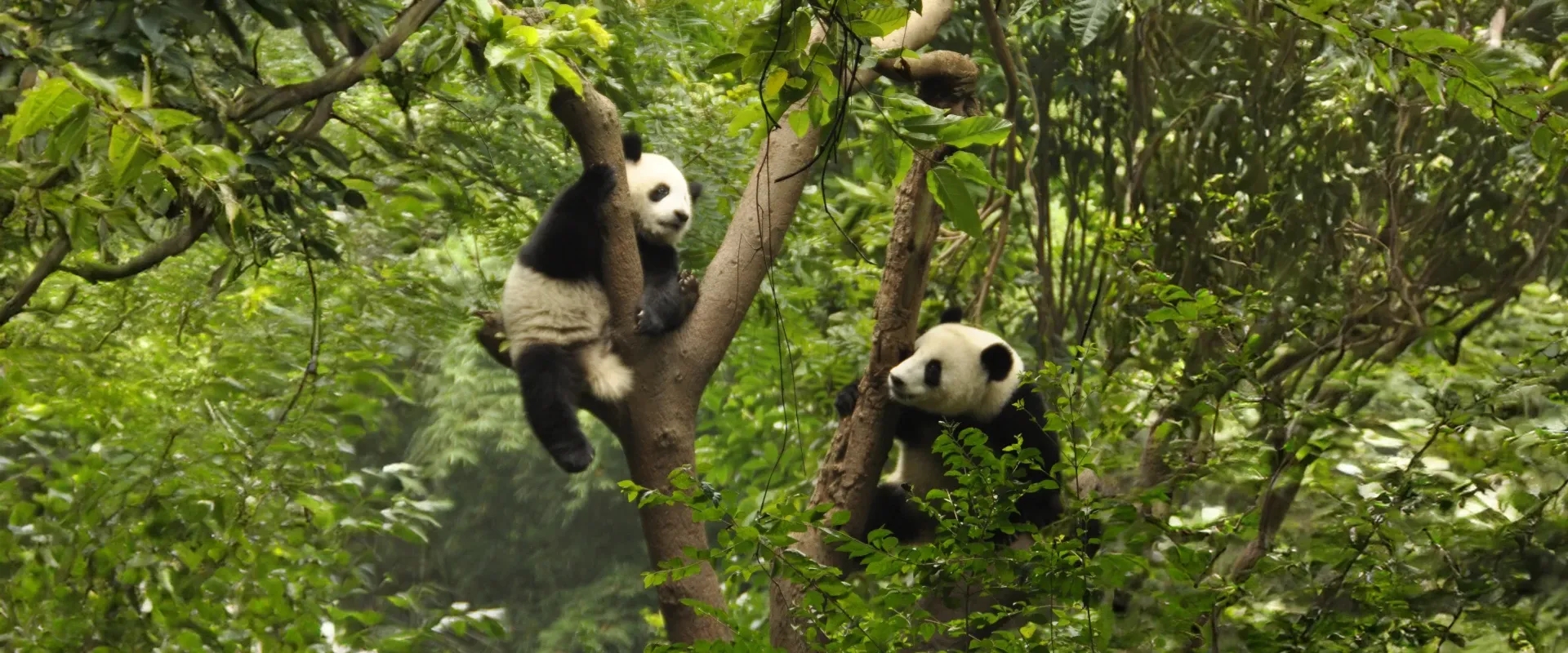 Two pandas climb a tree in China