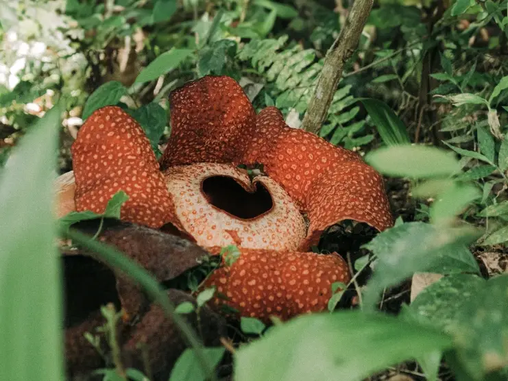 Hiking to See the Corpse Flower in Thailand