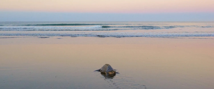 See Green Sea Turtles Nest in Costa Rica’s Tortuguero National Park