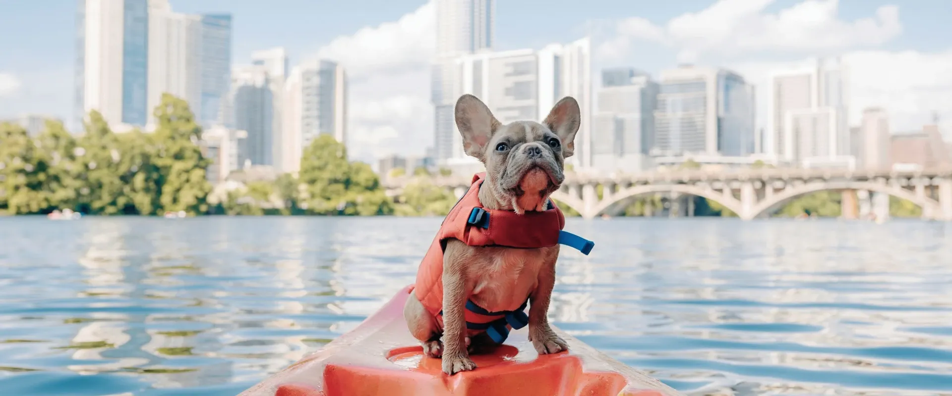 Flying with Pets: A Comprehensive Guide With Tips From a Former Airline Agent